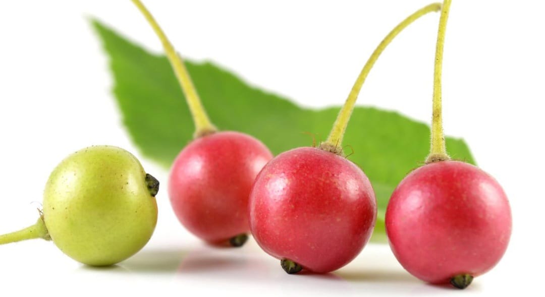 Buah Seri: Si Kecil Merah yang Menyimpan Segudang Manfaat untuk Kesehatan